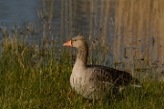 Greylag goose